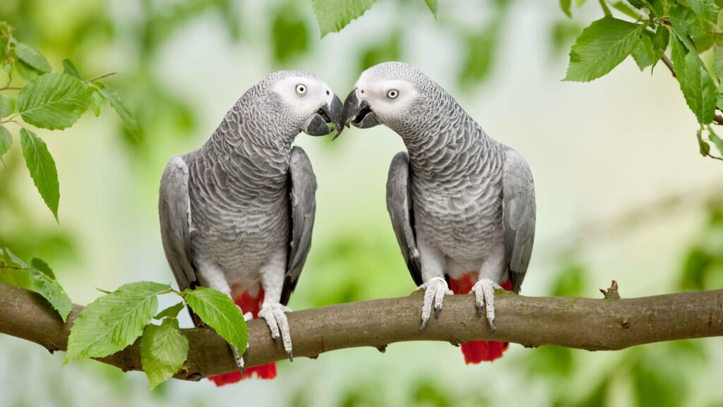 Buy Exotic Birds Online