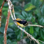 Buy Gilded Barbet Online