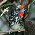 Buy Yellow-hooded Blackbird Online