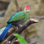 Buy Red-crested Turaco Online