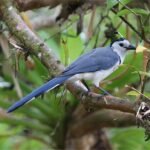Buy White-throated Magpie Jay Online