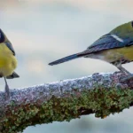 Buy Great Tit Online