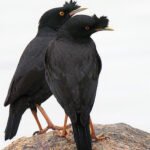 Buy White-edge Mynah Online