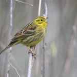 Buy Yellowhammer Bunting Online