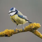Buy Yellow Breasted Blue Tit Online