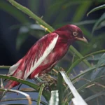Buy Pompadour Cotinga Online