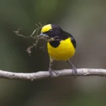 Buy Orange-vented Euphonia Online