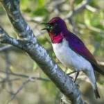 Buy Amethyst Starling Online