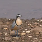 Buy Egyptian Plover Online