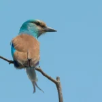 Buy Abyssinian Roller Online