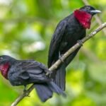 Buy Purple-throated Fruitcrow Online