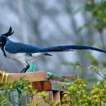 Buy Black-throated Magpie Jay Online