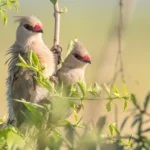 Buy Blue-naped Mousebird Online