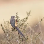 Buy White-backed Mousebird Online