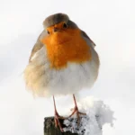 Buy European Robin For Sale