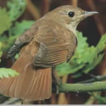 Buy Rufous Nightingale Online