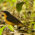Buy Snowy-crowned Robin-chat Online