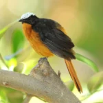 Buy White-crowned Robin-chat Online