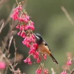 Buy White-eared Sibia Online