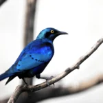 Buy Lesser Blue Eared Glossy Starling Online