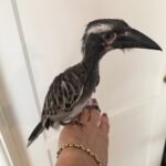 Buy African Grey Hornbill Online