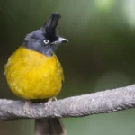 Buy Black-crested Bulbul Online