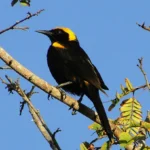Buy Moriche Oriole Online