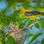 Buy Eurasian Golden Oriole Online