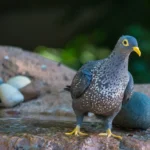 Buy African Olive Pigeon Online