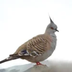 Buy Crested Pigeon Online