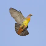 Buy Pink-necked Green Pigeon Online