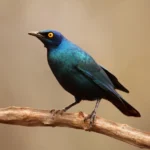 Buy Glossy Starling Online