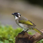 Buy Chinese Bulbul aka Light-vented Bulbul Online