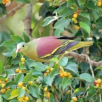 Buy Thick-billed Green Pigeon Online