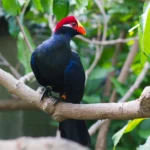 Buy Violet Turaco Online