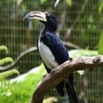 Buy African Pied Hornbill Online