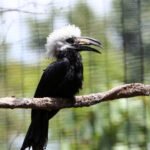 Long Tailed (White Crested) Hornbill