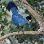 Buy Great Blue Turaco Online