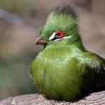 Buy Guinea Turaco For Sale