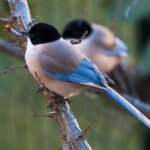 Buy Azure-winged Magpie Online