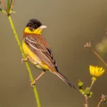 Buy Black-headed Bunting Online