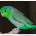 Buy Green Parrotlet Online