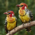 Buy Red-and-yellow Barbet Online