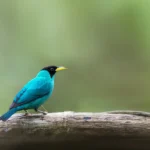 Buy Green Honeycreeper Online