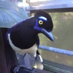 Buy Plush-crested Jays Online