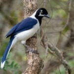 Buy White-tailed jay Online