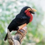 Buy Bearded Barbet Online