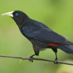 Buy Red-rumped Cacique Online