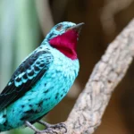 Buy Spangled Cotinga Online