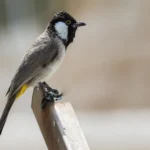 Buy White-eared Bulbul Online